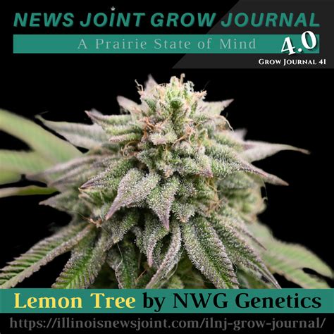 lemon tree strain reviews.